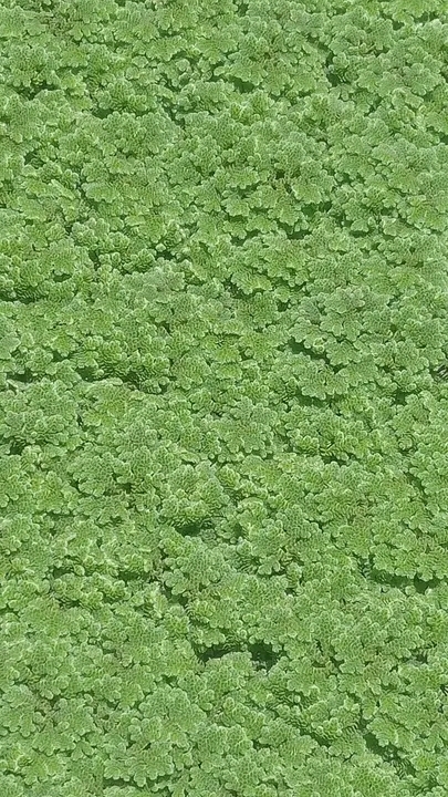 azola