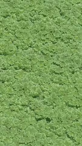 azola